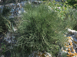 Vivers Càrex - Ephedra fragilis 